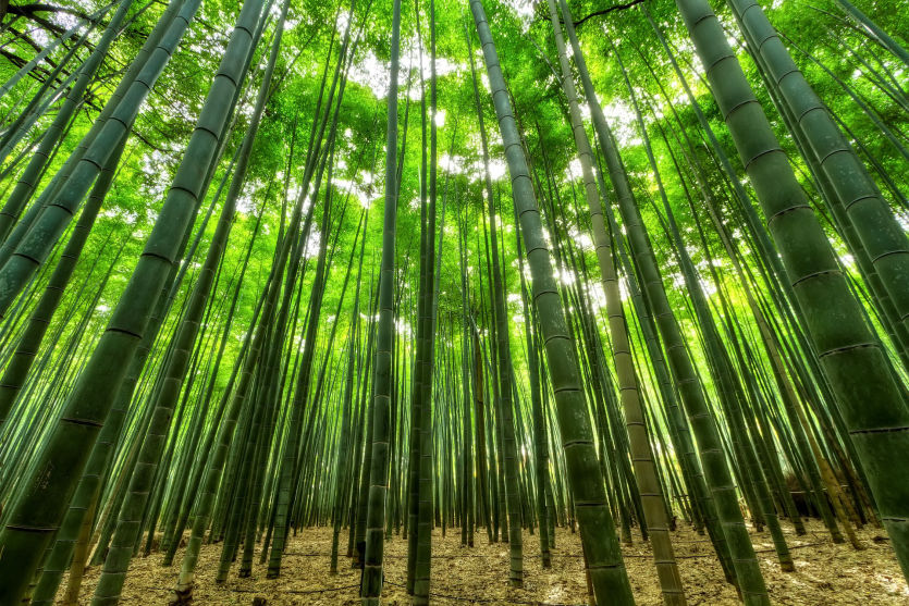 Bambusplantage, Pflanzen stehen in Reih und Glied bis an den Horizont